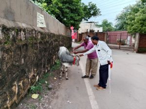 निगम क्षेत्र में आवारा घूम रहे पशुओ के गले में रेडियम की पटटी लगाई जा रही निगम क्षेत्र में आवारा घूम रहे पशुओ के गले में रेडियम की पटटी लगाई जा रही