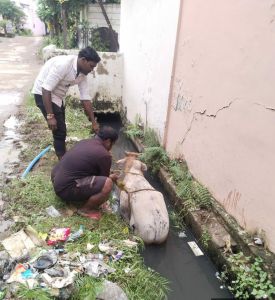 सड्डू कॉलोनी के नाले में गिरे 2 मवेशियों को टीम ने तत्काल निकाला                      