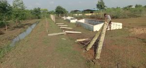 असामाजिक तत्वों ने गोठान की चारदीवारी तोड़ मवेशियों को खदेड़ा , थाना में शिकायत असामाजिक तत्वों ने गोठान की चारदीवारी तोड़ मवेशियों को खदेड़ा , थाना में शिकायत