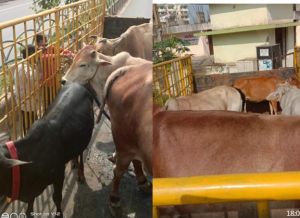 निगम ने अभियान चलाकर 54 आवारा मवेशियों को गौठान भेजा निगम ने अभियान चलाकर 54 आवारा मवेशियों को गौठान भेजा