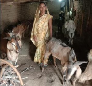 सक्षम योजना की मदद से बकरी पालन कर आत्मनिर्भर बनीं भूमिका पटेल सक्षम योजना की मदद से बकरी पालन कर आत्मनिर्भर बनीं भूमिका पटेल