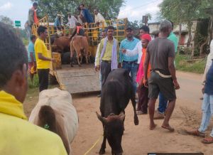  बैगा, बिरहोर आदिवासियों को अब तक 228 जोड़ी बैल वितरित 