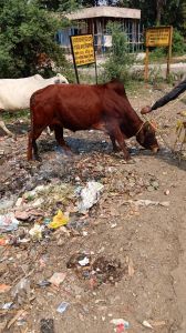 सड़क दुर्घटना को रोकने आवारा घूमन्तू पशुओ की धरपकड़ सड़क दुर्घटना को रोकने आवारा घूमन्तू पशुओ की धरपकड़