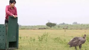 फिर दिखाई देगी दुर्लभ प्रजाति के गिद्ध की उड़ान, 500 कमी की यात्रा कर पहुंचा था रायपुर