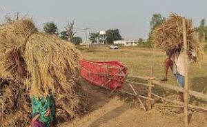 धान खरीदी के पहले दिन प्रदेश में 55 हजार मीट्रिक टन धान की हुई खरीदी