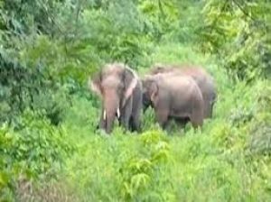  जंगली हाथियों के हमले में 5 मवेशियों की मौत