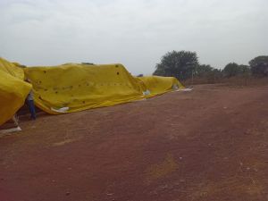 तारपोलिन से ढक कर बेमौसम बारिश से धान का बचाव 