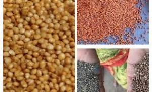 कोदो, कुटकी एवं रागी की खरीदी 15 दिसम्बर से कोदो, कुटकी एवं रागी की खरीदी 15 दिसम्बर से