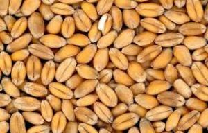 दगौरी सहकारी समिति में मिले अमानक गेंहू बीज