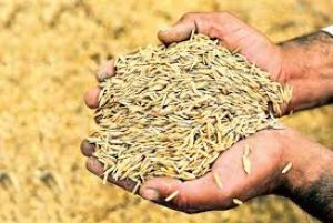 प्रदेश में समर्थन मूल्य पर हो चुकी 50 लाख मीट्रिक टन धान की खरीदी