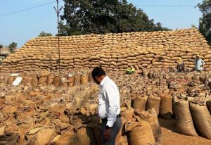 महासमुंद जिले में अब तक 84475 किसानों से 451951.8 टन धान खरीदा गया