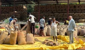  दंतेवाड़ा जिले में अब तक 50906.80  क्विंटल धान की हुई खरीदी, 960 क्विंटल का हो चुका उठाव