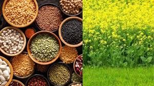  राज्य में 12.47 लाख हेक्टेयर में हो चुकी रबी फसलों की बोनी