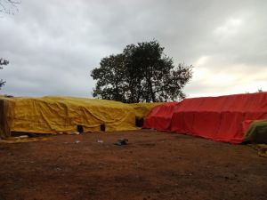  कैप कवर से ढक्कर सुरक्षित रखे गए धान