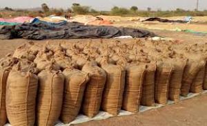  मुख्यमंत्री विष्णु देव साय की पहल पर निरंतर धान खरीदी का सिलसिला जारी