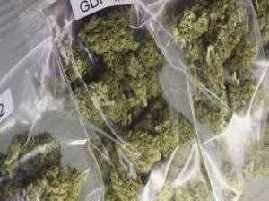  थानों में जब्त किये गये गांजा को  3 जनवरी को  किया जाएगा नष्ट 