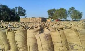  मुख्यमंत्री विष्णु देव साय की पहल पर निरंतर धान खरीदी का सिलसिला जारी