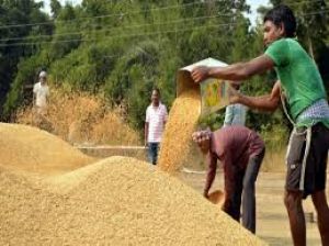  मुख्यमंत्री विष्णु देव साय की पहल पर निरंतर धान खरीदी का सिलसिला जारी