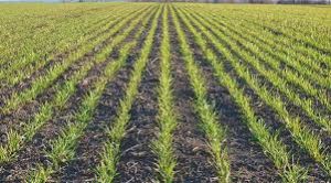 छत्तीसगढ़ में अब तक 16.41 लाख हेक्टेयर में रबी फसलों की बोनी