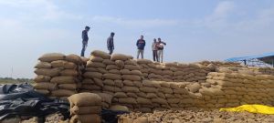  भौतिक सत्यापन में मिली गड़बड़ी, 14 खरीदी प्रभारियों को नोटिस