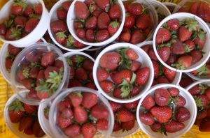  जशपुर अंचल में लोकप्रिय हो रही है स्ट्राबेरी की खेती