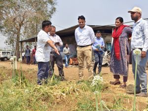कलेक्टर ने प्रगतिशील कृषक जयेश के खेतों में पहुंचकर फसल उत्पादन का लिया जायजा कलेक्टर ने प्रगतिशील कृषक जयेश के खेतों में पहुंचकर फसल उत्पादन का लिया जायजा
