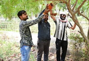 कलेक्टोरेट गार्डन में पक्षियों के लिए दाना-पानी हेतु लगाए गए सकोरे कलेक्टोरेट गार्डन में पक्षियों के लिए दाना-पानी हेतु लगाए गए सकोरे