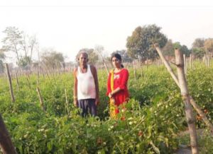  सोमप्रसाद के जीवन में उद्यानिकी खेती से आया बदलाव