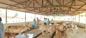  जोन 8 अध्यक्ष प्रीतम सिंह ठाकुर ने  अटारी गौठान का किया आकस्मिक निरीक्षण