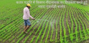बालोद जिले में 986 हेक्टेयर में हुई कतार बोनी के माध्यम से धान की खेती