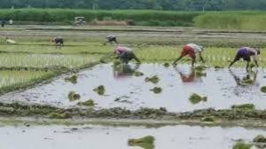  कृषक उन्नति योजना का लाभ लेने हेतु एकीकृत किसान पोर्टल में पंजीयन आवश्यक