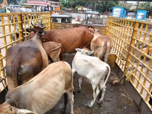   नगर निगम रायपुर द्वारा आवारा पशुओं की धरपकड़ निरंतर  जारी