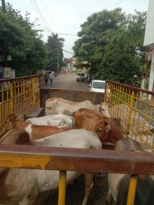 नगर निगम रायपुर द्वारा मार्गो से आवारा पशुओं को धरपकड़ कर निरंतर गौठानो में भेजा जा रहा