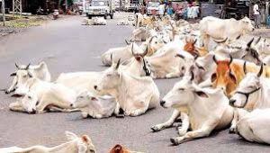 ग्रामीण क्षेत्रों पर दुर्घटनाओं की रोकथाम के लिए आवारा पशुओं को हटाने अभियान शुरू