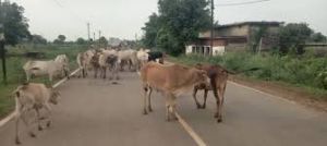  बालोद जिले में सड़क दुर्घटना में कमी लाने अनुविभागीय दण्डाधिकारियों ने जारी किया आदेश 