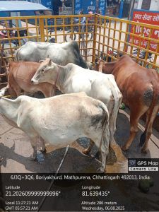 रायपुर नगर निगम क्षेत्र के विभिन्न सड़क मार्गो में दिन भर अभियान चलाकर तीन दिन में 161 आवारा पशुओं को धरपकड़ कर गौठानों में भेजा रायपुर नगर निगम क्षेत्र के विभिन्न सड़क मार्गो में दिन भर अभियान चलाकर तीन दिन में 161 आवारा पशुओं को धरपकड़ कर गौठानों में भेजा