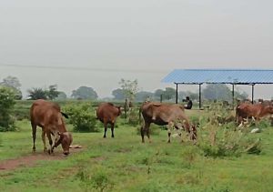 मवेशियों को सड़क से हटाने की कार्रवाई सतत जारी मवेशियों को सड़क से हटाने की कार्रवाई सतत जारी