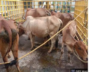  रायपुर नगर निगम ने  अभियान चलाकर 17 दिनों  में 979 आवारा पशुओं को धरपकड़ कर गौठानों में भेजा