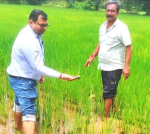 धान में काई की समस्या एवं निदान