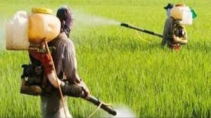  मौसम साफ रहने पर ही करें उर्वरक और कवकनाशी का छिड़काव