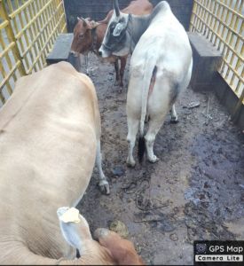  24 दिनों  में 1262 आवारा पशुओं को धरपकड़ कर गौठानों में भेजा गया