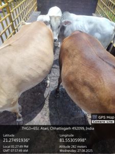 अभियान चलाकर 25 दिनों  में 1312 आवारा पशुओं को धरपकड़ कर गौठानों में भेजा गया 