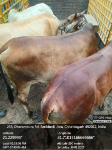 28 दिनों  में 1446 आवारा पशुओं को धरपकड़ कर गौठानों में भेजा गया