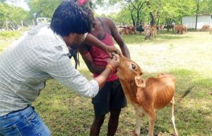  पशु चिकित्सा शिविर में मवेशियों को लम्फी बीमारी से बचाव हेतु टीकाकरण