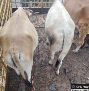  29 दिनों  में 1480 आवारा पशुओं को धरपकड़ कर गौठानों में भेजा