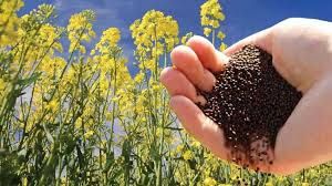 बीज उत्पादक किसान अब 15 सितंबर तक करा सकते हैं पंजीयन बीज उत्पादक किसान अब 15 सितंबर तक करा सकते हैं पंजीयन