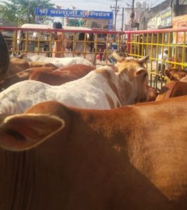  37 दिनों में 1852 आवारा पशुओं को धरपकड़ कर गौठानों में भेजा