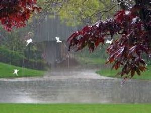 प्रदेश में अब तक 971.5 मि.मी. औसत वर्षा दर्ज