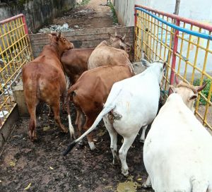  40 दिनों में 1956 आवारा पशुओं को धरपकड़ कर गौठानों में भेजा