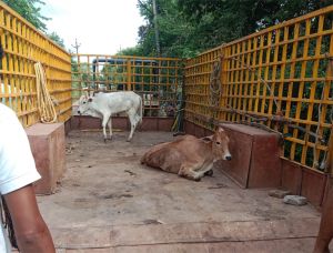  रायपुर नगर निगम ने अभियान चलाकर 44 दिनों में 2116 आवारा पशुओं को गौठानों में भेजा गया